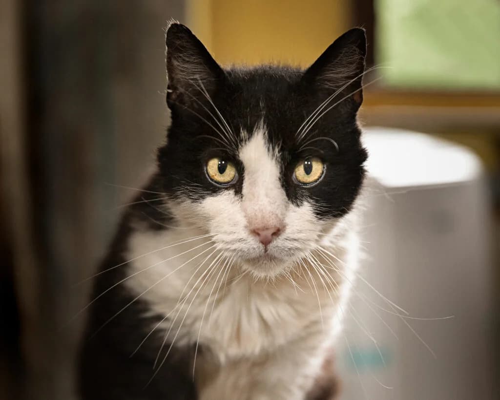 Isidore, male European Shorthair for adoption at VZW The Lucky Stars