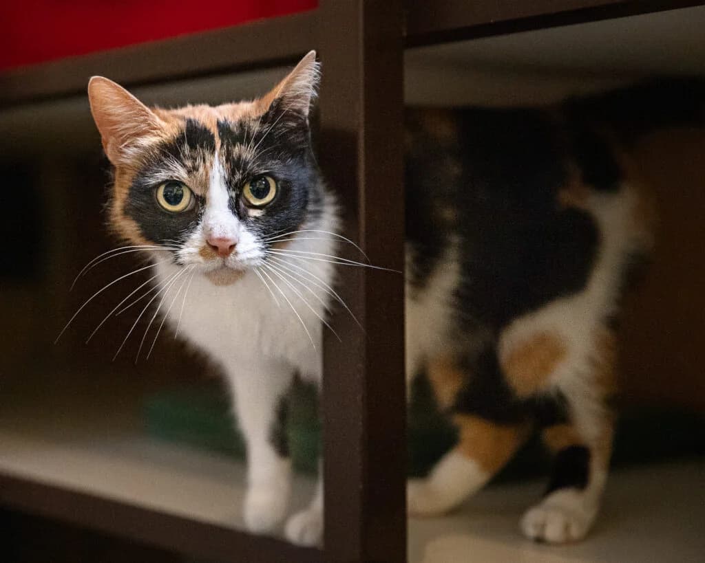 Camilla, female 6yo European Shorthair for adoption at VZW The Lucky Stars
