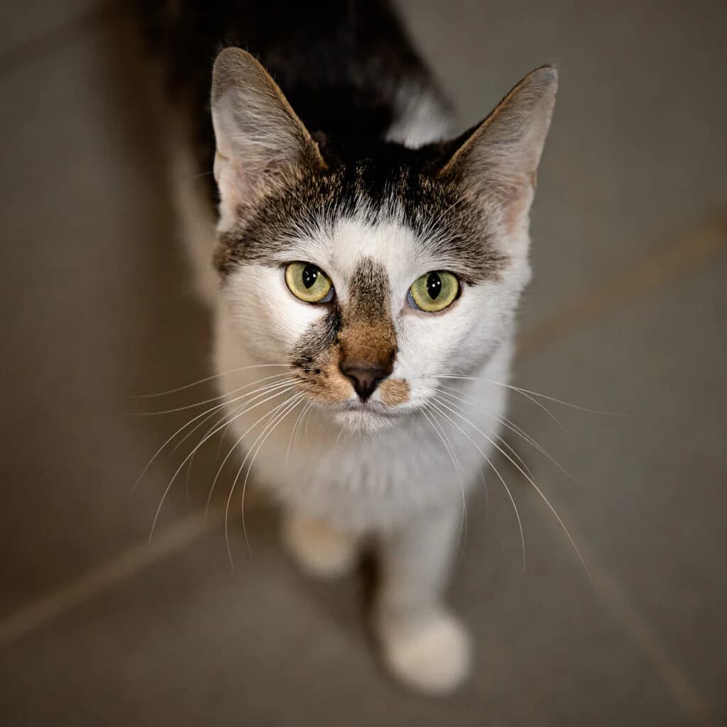 Chansard, male young European Shorthair for adoption at VZW The Lucky Stars