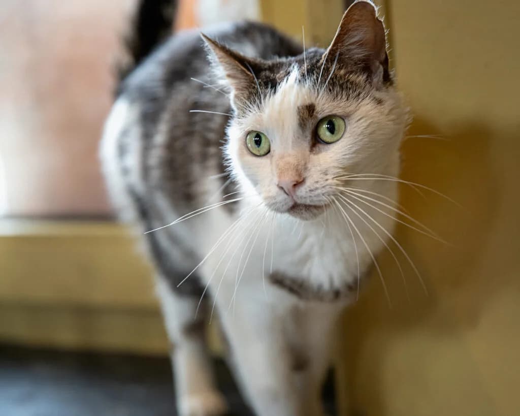 Tijgertje, male 5yo European Shorthair for adoption at VZW The Lucky Stars
