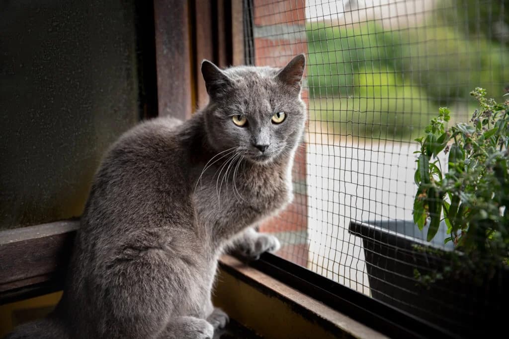 Nounours, male young European Shorthair for adoption at VZW The Lucky Stars