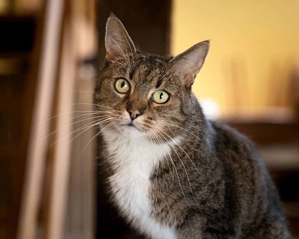 Chaussette, female 3yo European Shorthair for adoption at VZW The Lucky Stars