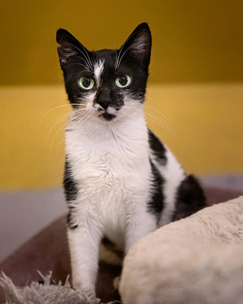 Nala, female young mixed breed for adoption at VZW The Lucky Stars