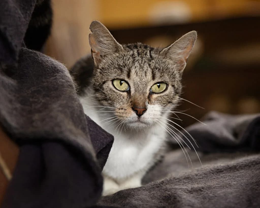 Demonne, female young European Shorthair for adoption at VZW The Lucky Stars