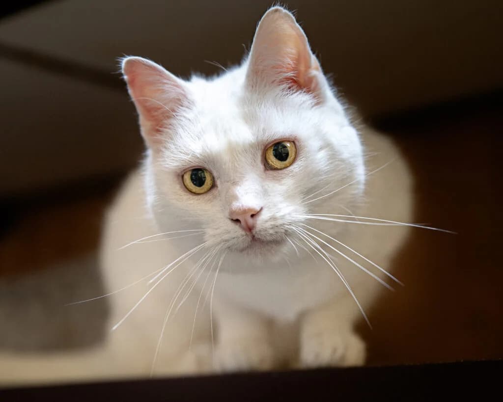Jelly bean, female 3yo European Shorthair for adoption at VZW The Lucky Stars