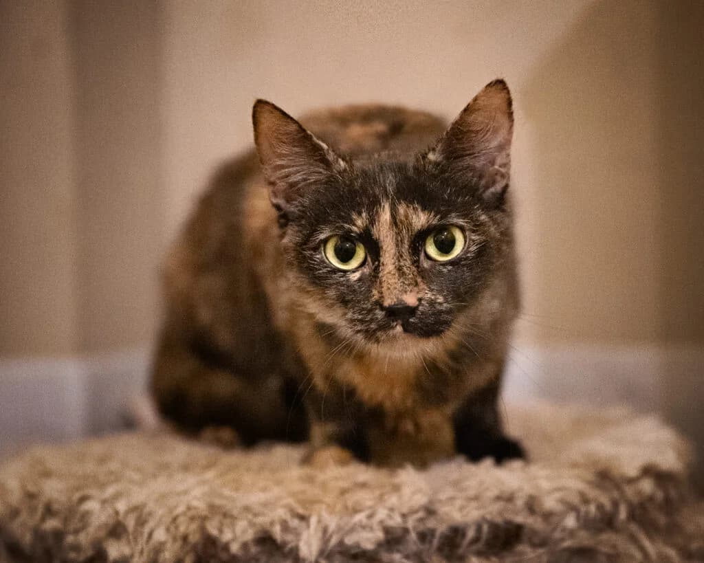 Utopia, female young European Shorthair for adoption at VZW The Lucky Stars