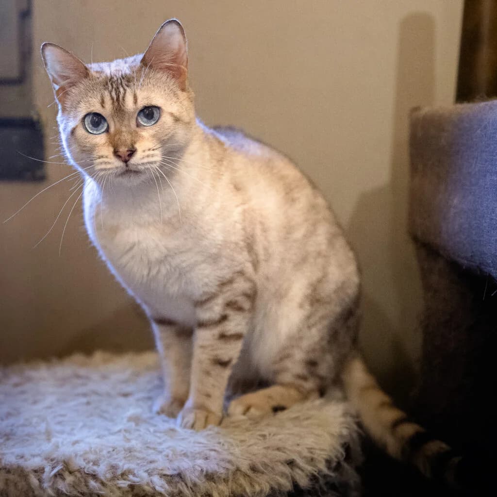 Ana-belle, female 4yo European Shorthair for adoption at VZW The Lucky Stars