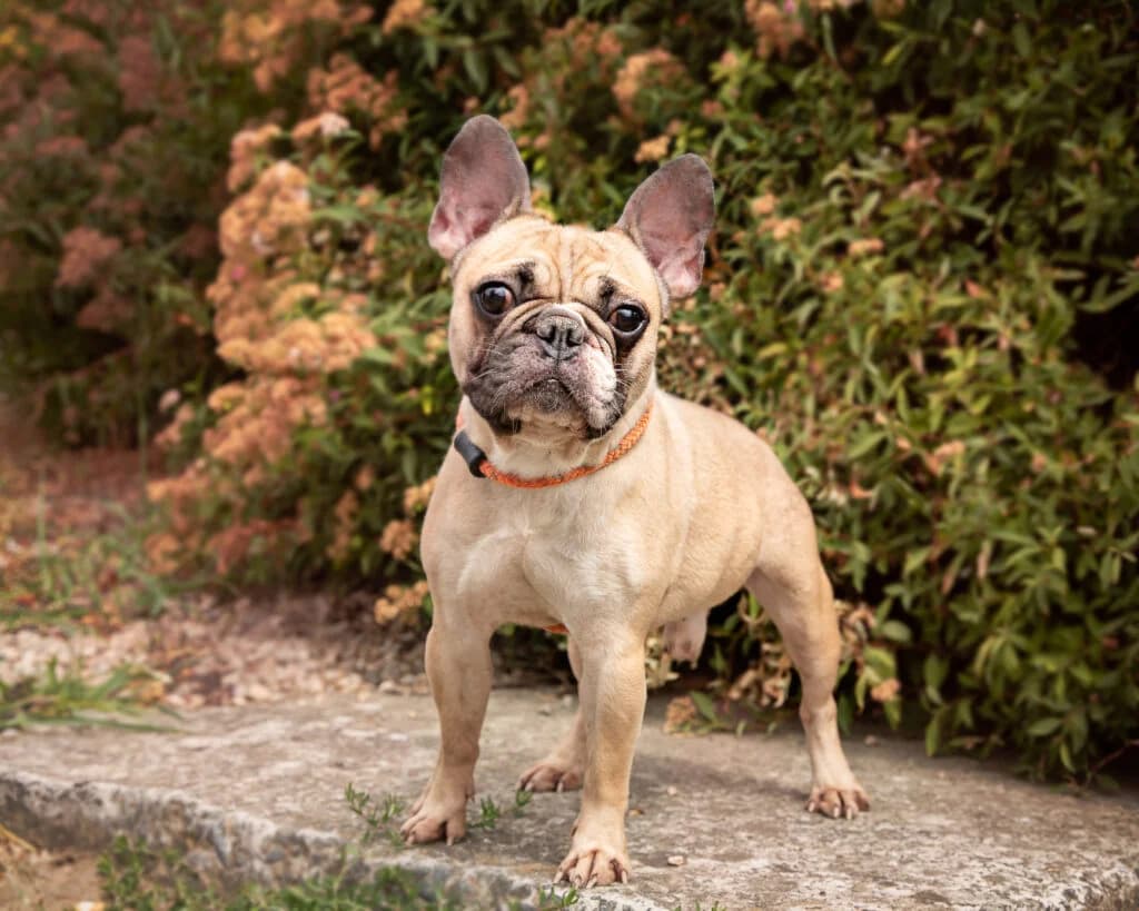 Boemer, male English Bulldog for adoption at VZW The Lucky Stars