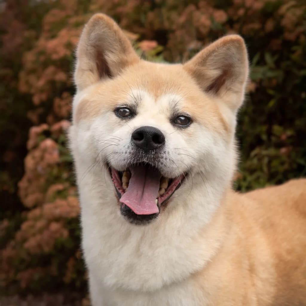 Akita, female Akita for adoption at VZW The Lucky Stars