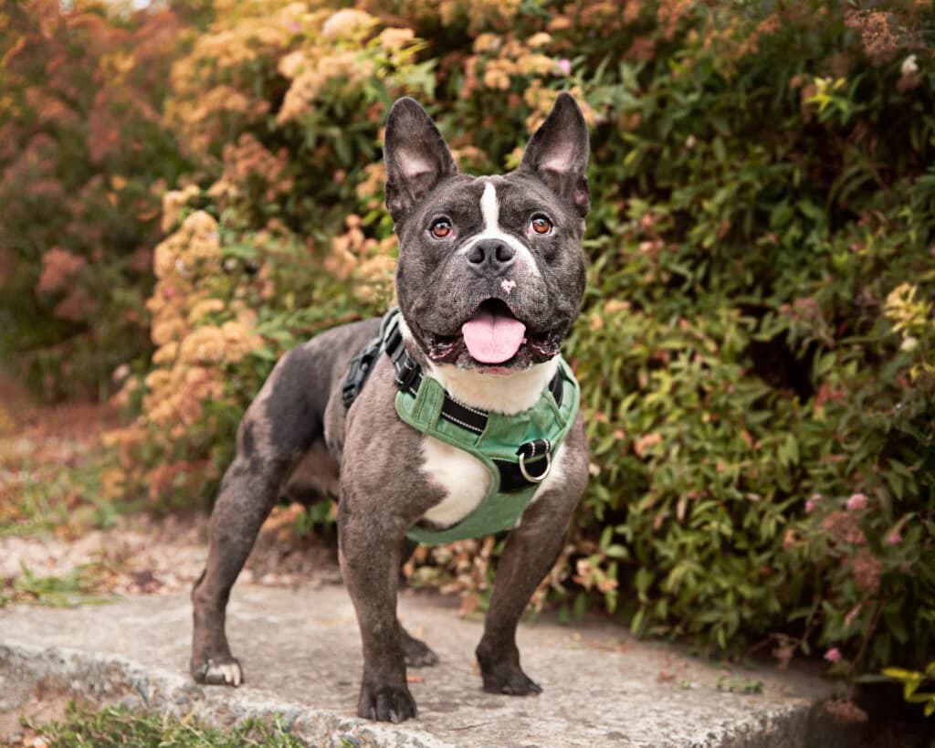 Thor, male mixed breed for adoption at VZW The Lucky Stars