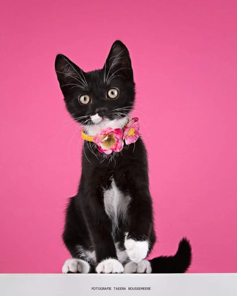 Ella ( enkel te reserveren ), female puppy mixed breed for adoption at VZW The Lucky Stars