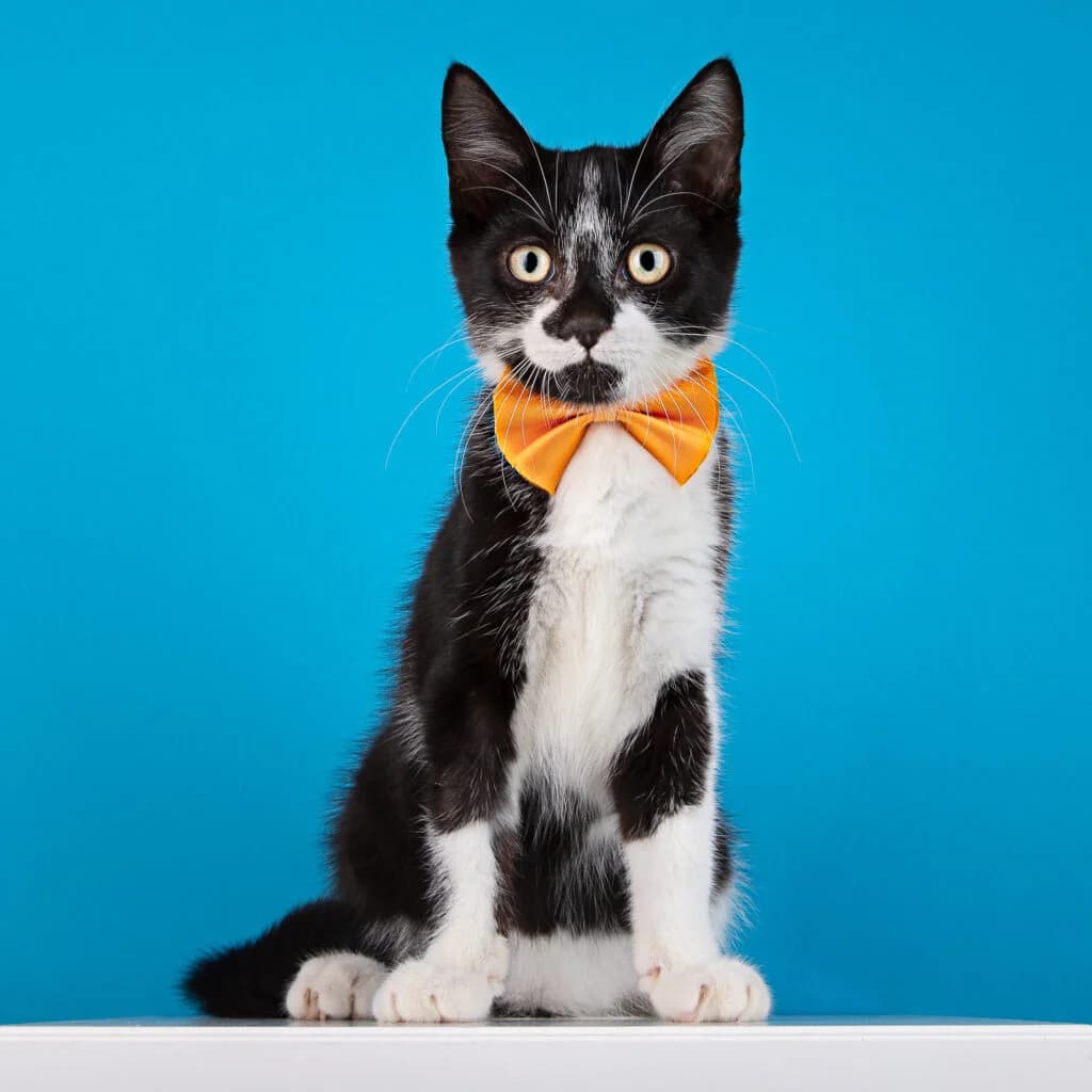 Charly ( enkel te reserveren), male puppy European Shorthair for adoption at VZW The Lucky Stars