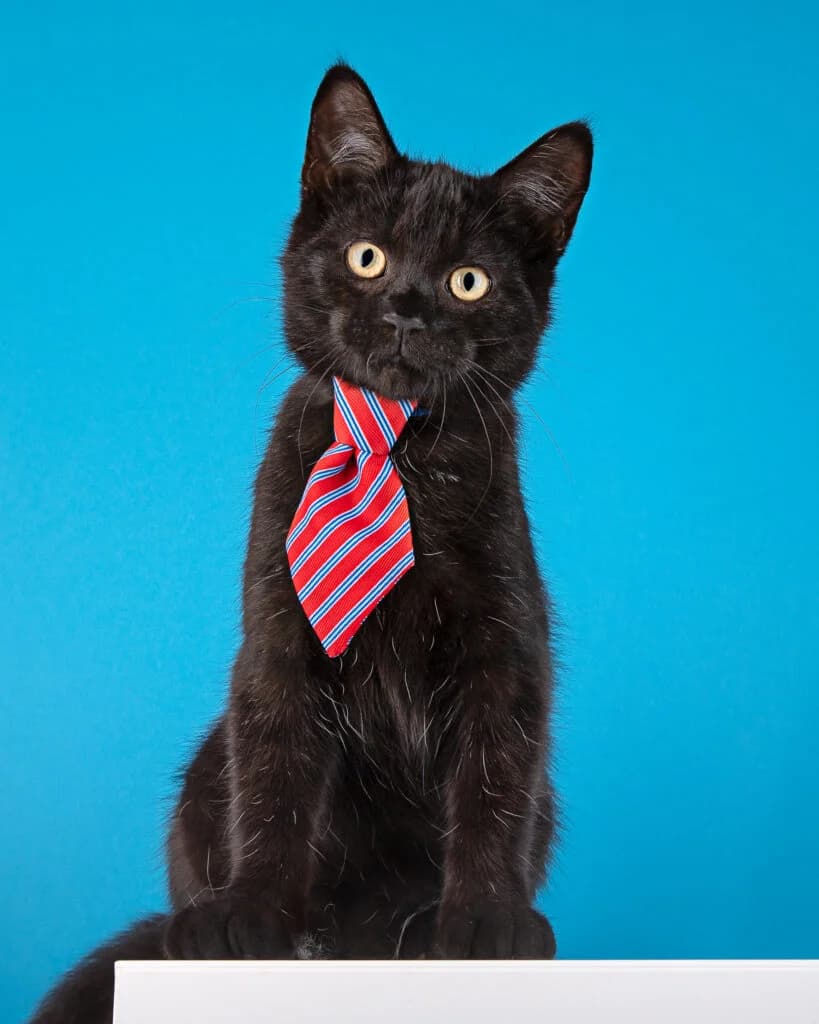 Tarzan ( Optie ), male puppy European Shorthair for adoption at VZW The Lucky Stars