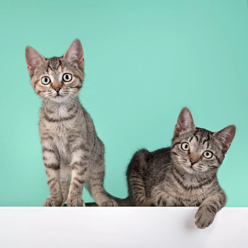 Lola & Lucy Optie, female puppy European Shorthair for adoption at VZW The Lucky Stars