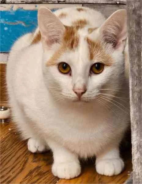 Mojito, male 3yo European Shorthair for adoption at VZW The Lucky Stars