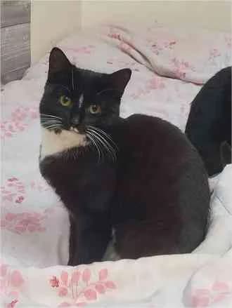 Cerise, female 4yo European Shorthair for adoption at VZW The Lucky Stars