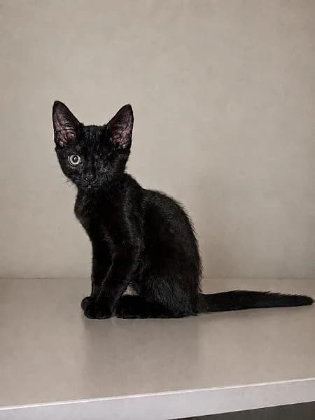 Coco, Mixed Breed (Zwerfkat)