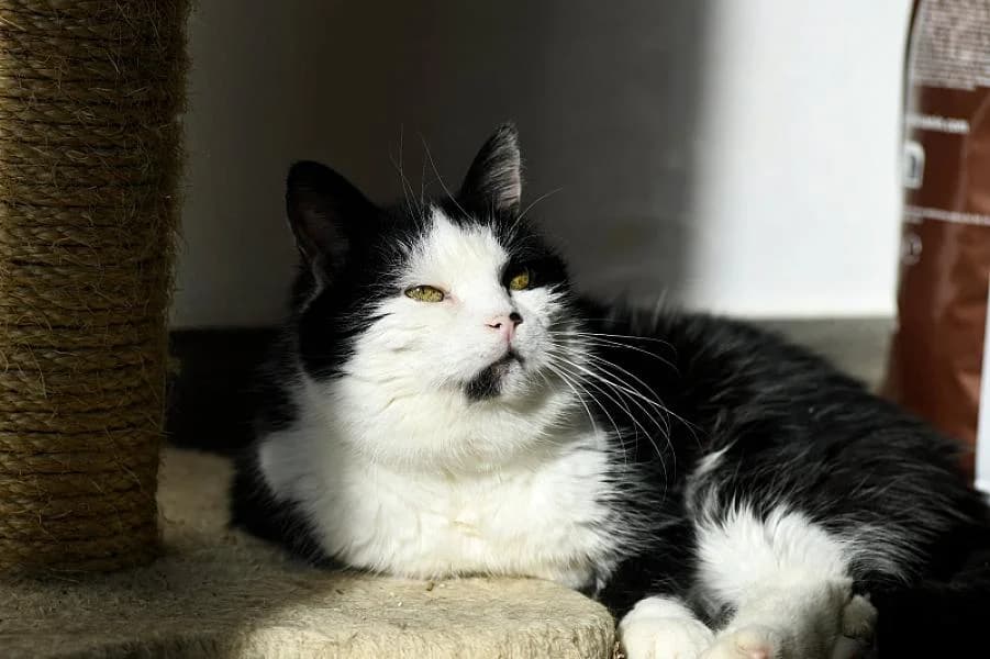 Jip, female senior Mixed Breed for adoption at Zwerfkat