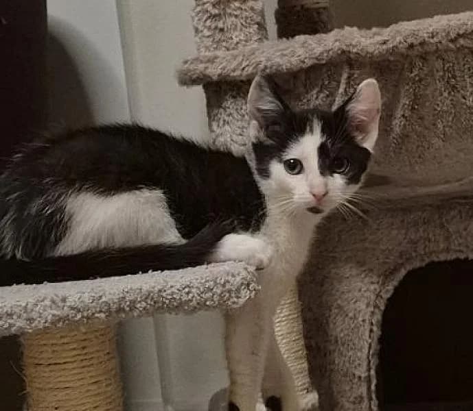 Kenzo, Mixed Breed (Zwerfkat)