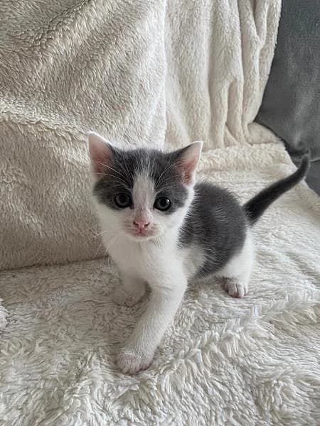 Lola, Mixed Breed (Zwerfkat)