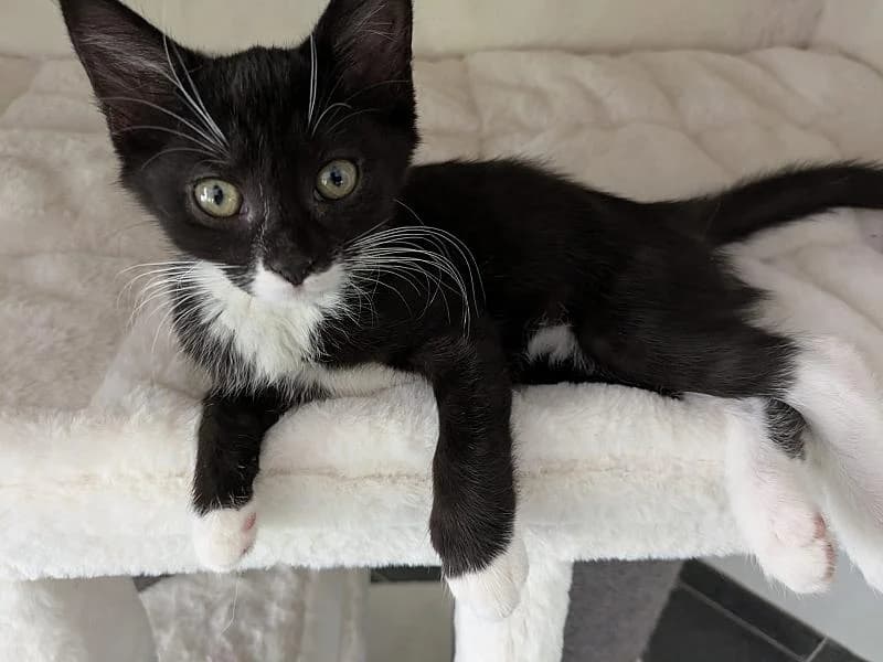 Lou, Mixed Breed (Zwerfkat)