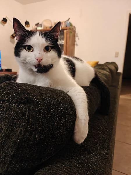 Max, male 3yo Mixed Breed for adoption at Zwerfkat