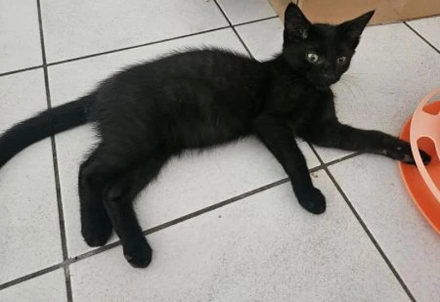 Mercurius, male puppy Mixed Breed for adoption at Zwerfkat