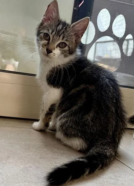 Millie, female puppy Mixed Breed for adoption at Zwerfkat