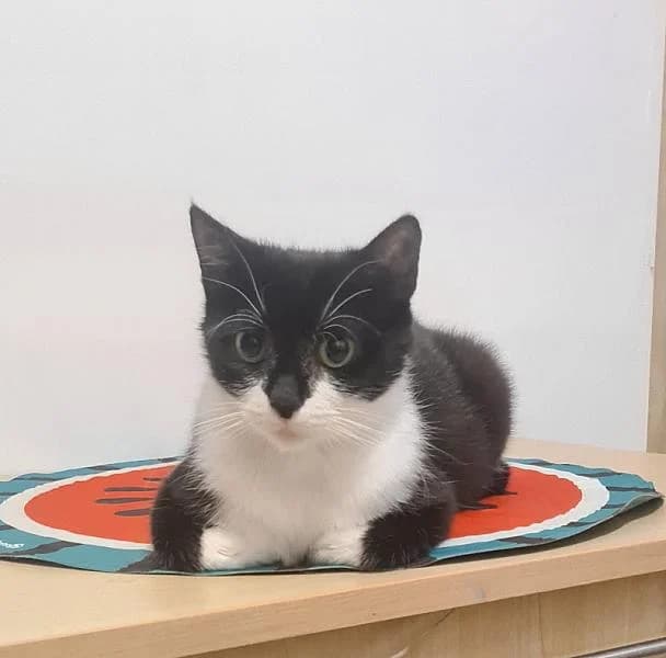 Odette, female young Mixed Breed for adoption at Zwerfkat