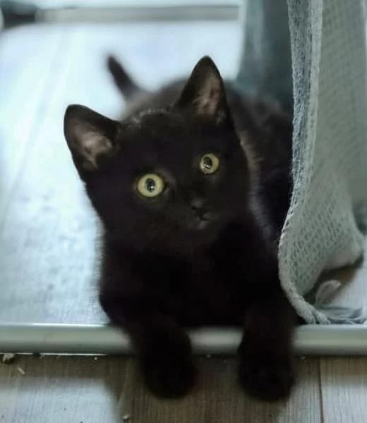 Otje, Mixed Breed (Zwerfkat)