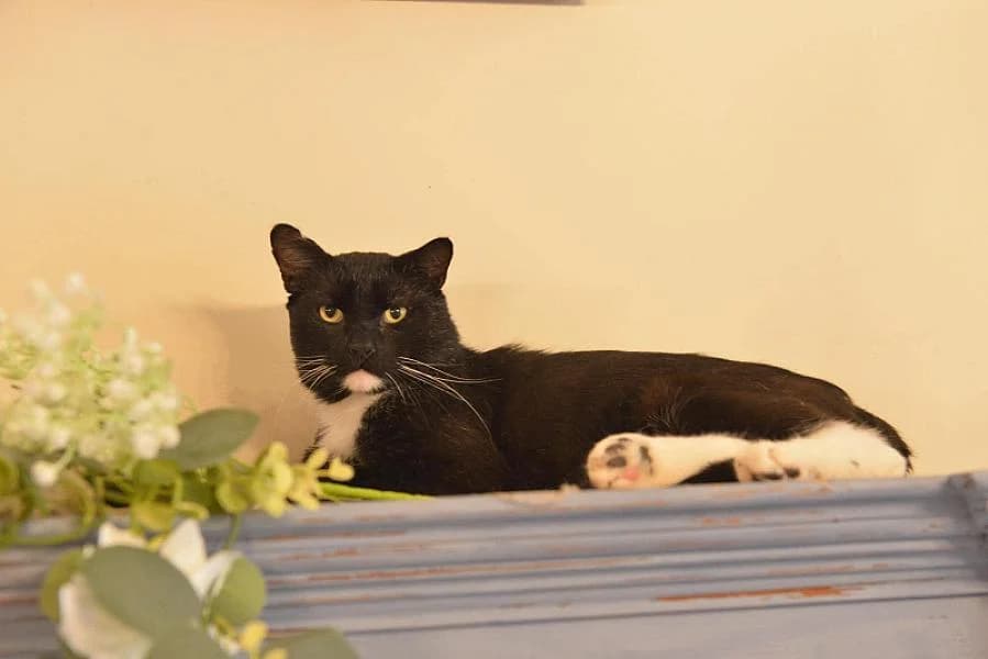 Pieter, zwart male senior Mixed Breed for adoption at Zwerfkat