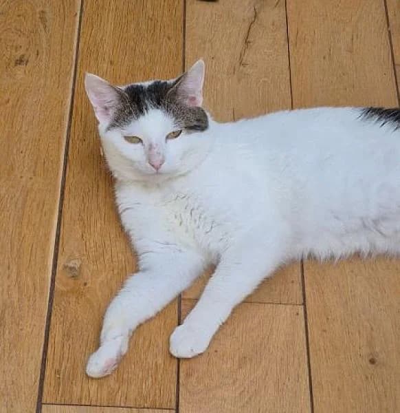 Poutat, male young Mixed Breed for adoption at Zwerfkat
