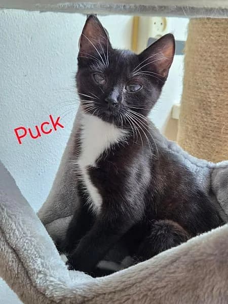Puck, female puppy Mixed Breed for adoption at Zwerfkat