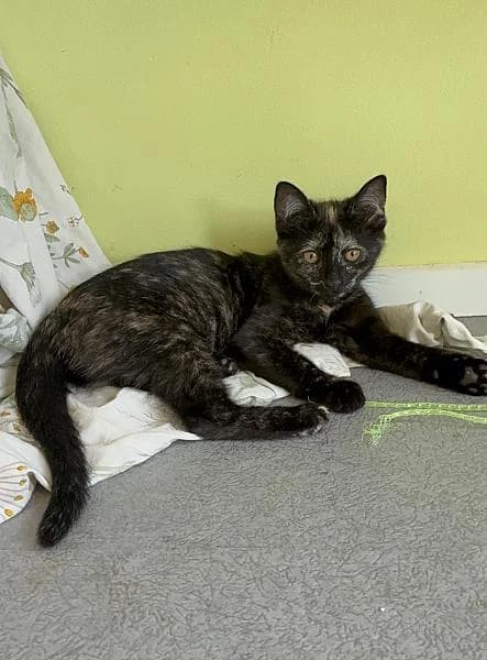 Thara, female puppy Mixed Breed for adoption at Zwerfkat