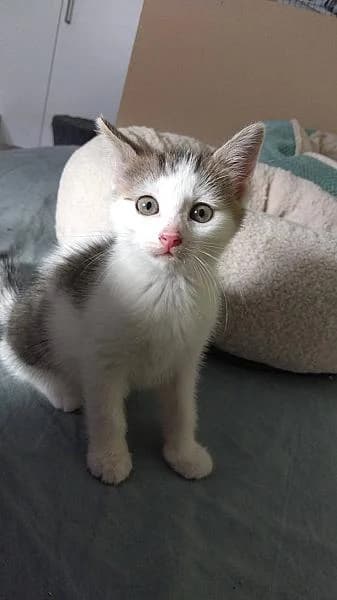 Timon, male puppy Mixed Breed for adoption at Zwerfkat