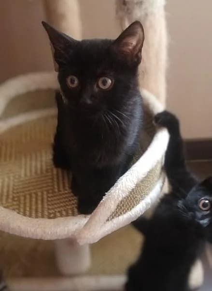 Umbra, female puppy Mixed Breed for adoption at Zwerfkat