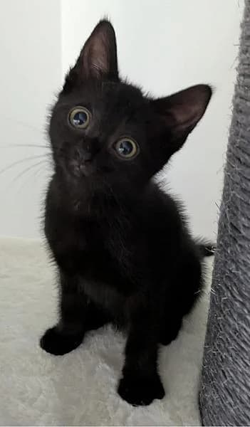 Violet, female puppy Mixed Breed for adoption at Zwerfkat