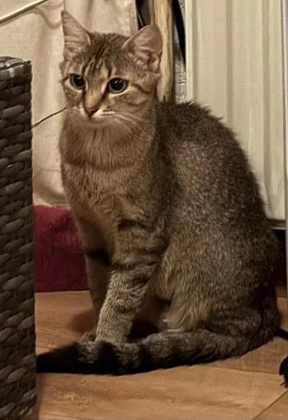 Xena, female young Mixed Breed for adoption at Zwerfkat