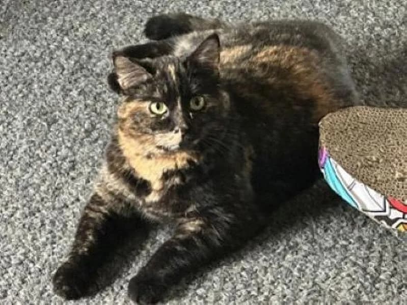 Zouzou, female 3yo Mixed Breed for adoption at Zwerfkat
