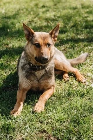 Bertha een hond met hart❤ photo 5