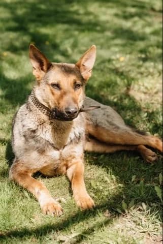 Bertha een hond met hart❤ photo 6