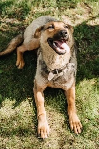 Bertha een hond met hart❤ photo 7