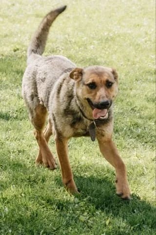 Bertha een hond met hart❤ photo 4