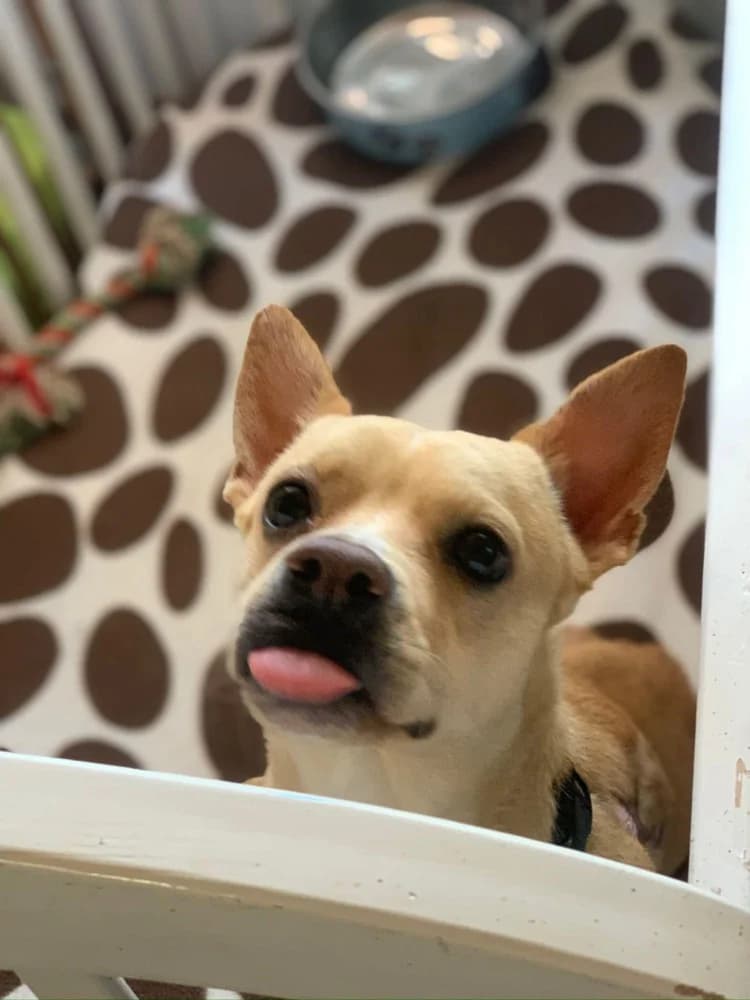 Canelo BR gehandicapt photo 7