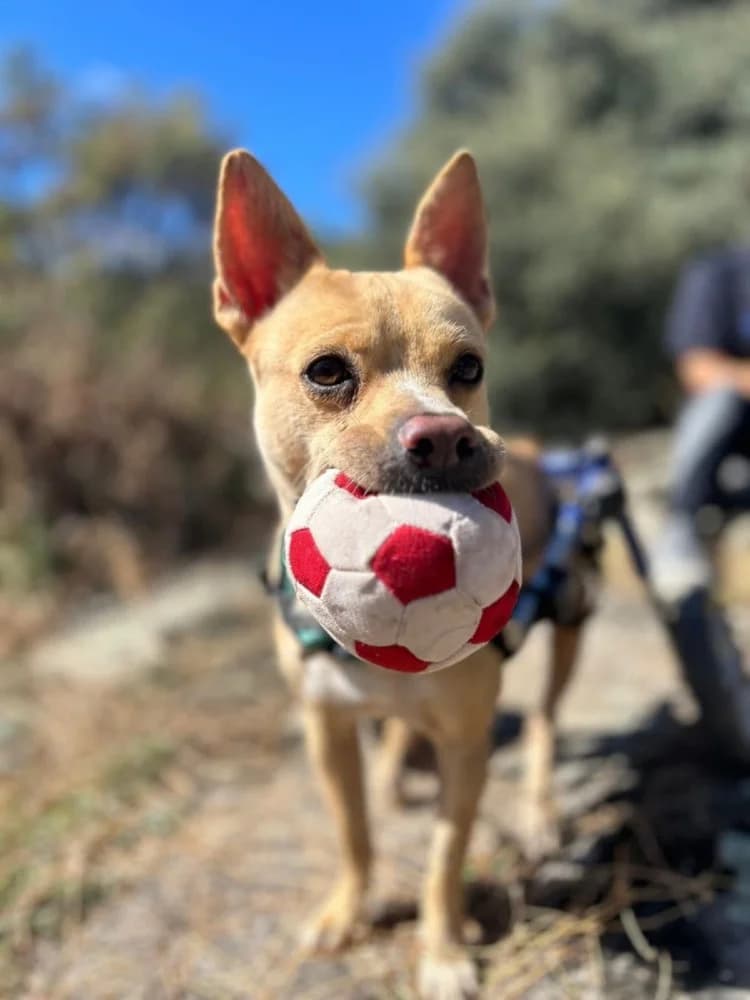 Canelo BR gehandicapt photo 2