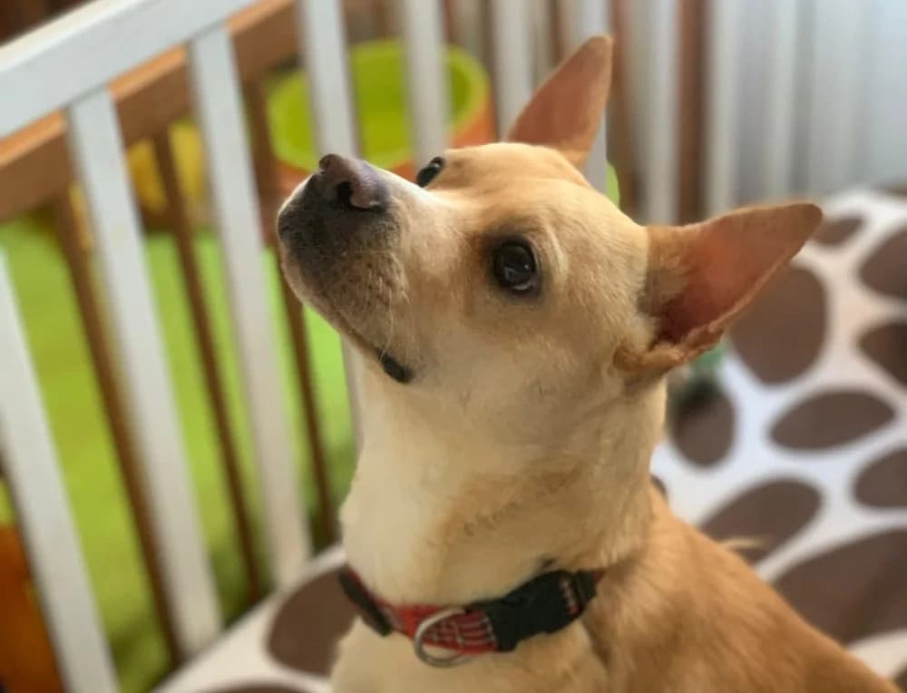 Canelo BR gehandicapt photo 4