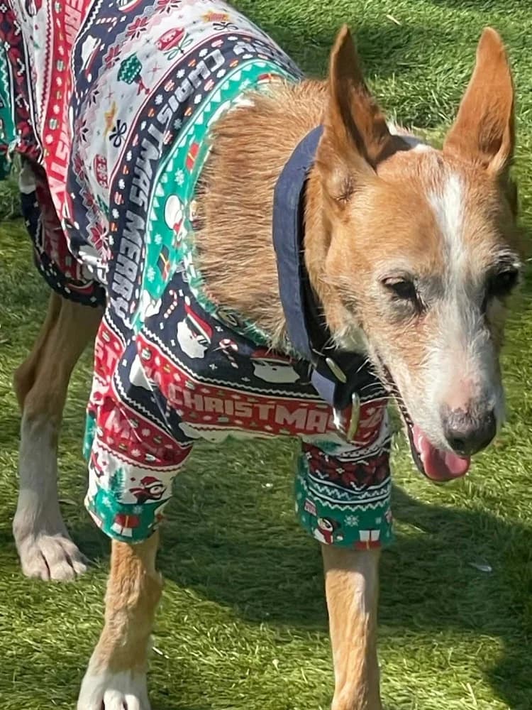 Careti BR senior photo 5