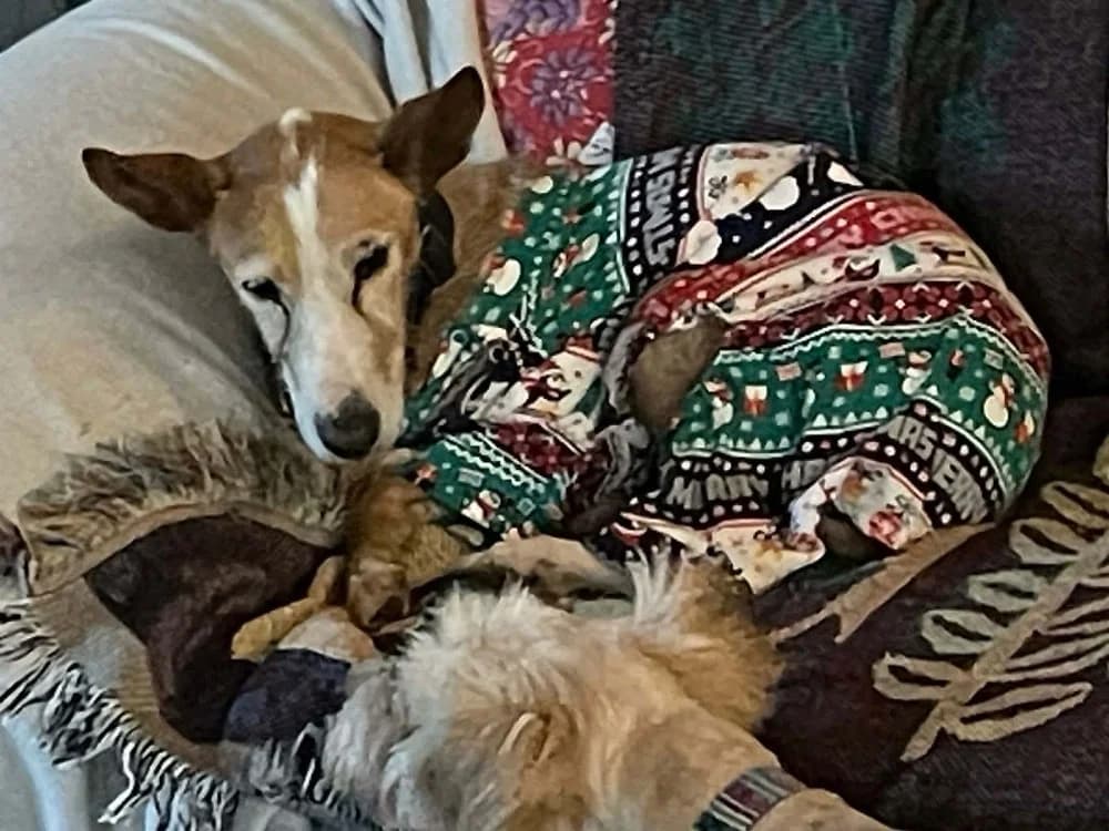 Careti BR senior photo 6