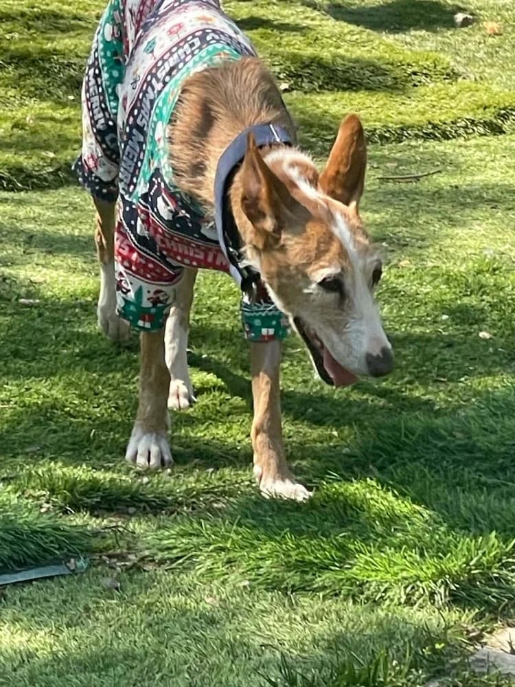 Careti BR senior photo 7