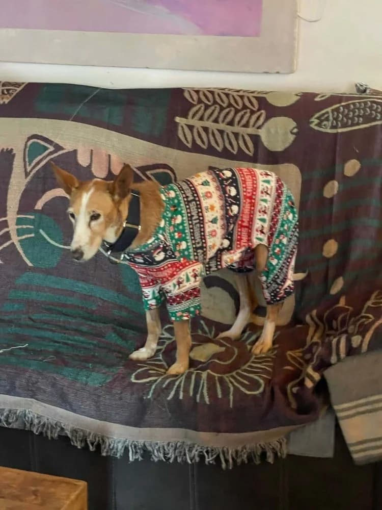 Careti BR senior photo 2